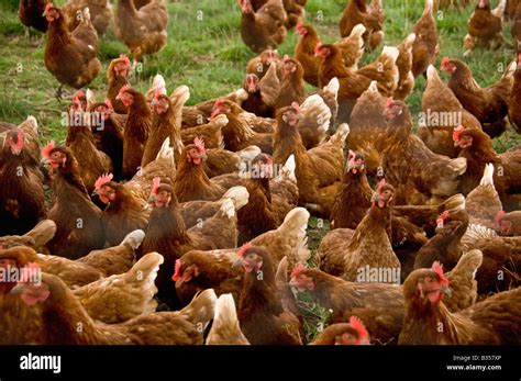 Ginger Coloured Chickens Hi Res Stock Photography And Images Alamy