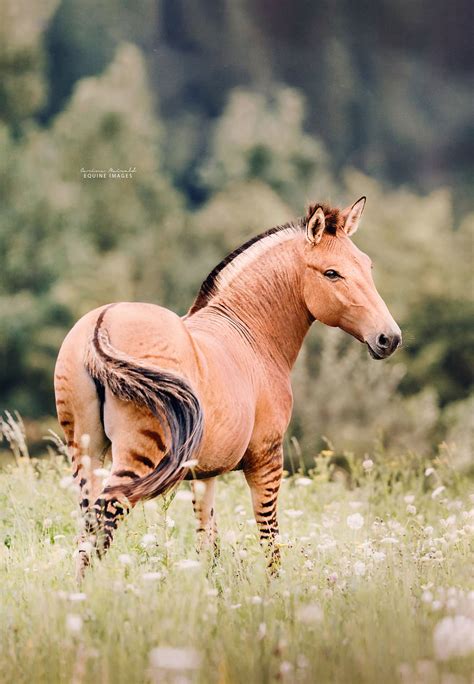 Elle Photographie Avec Talent Un Zébrule Un Animal Hybride Entre Le