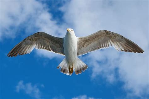 Free Images Wing Air Seabird Fly Seagull Gull Beak Flight