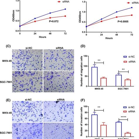 Hsa Circ Promotes The Growth Invasion And Migration Of Gc