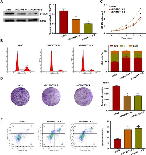 Effect Of Pkmyt On The Malignant Biological Behavior Of Gc Cells A