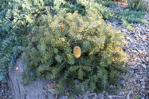 Banksia marginata Images - Useful Tropical Plants