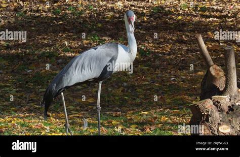 Gray Wildlife Stock Videos And Footage Hd And 4k Video Clips Alamy