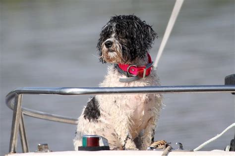 Pootsie On Boat Call Armistead Computer Services