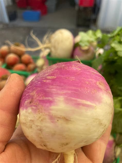 Purple Top Turnip Seeds Three Forks Seeds