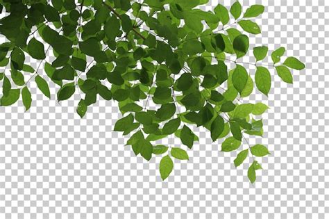 Premium PSD Tropical Tree Leaves And Branch Foreground Isolated