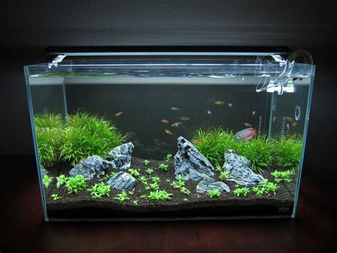 P Iwagumi First Try Nature Aquarium Aquarium Aquarium Design