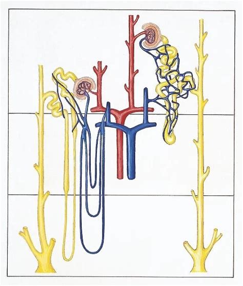 Juxtamedullary Nephrons