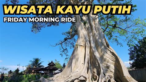 Frimori Wisata Kayu Putih Pohon Tua Raksasa Berumur Tahun Di