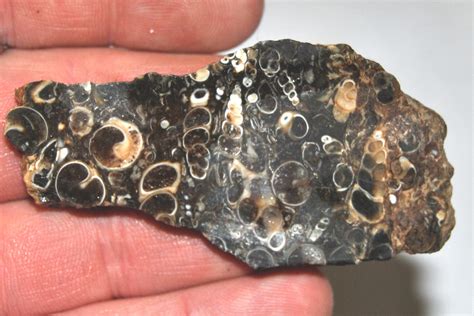 Turritella Agate - Lapidary Slab