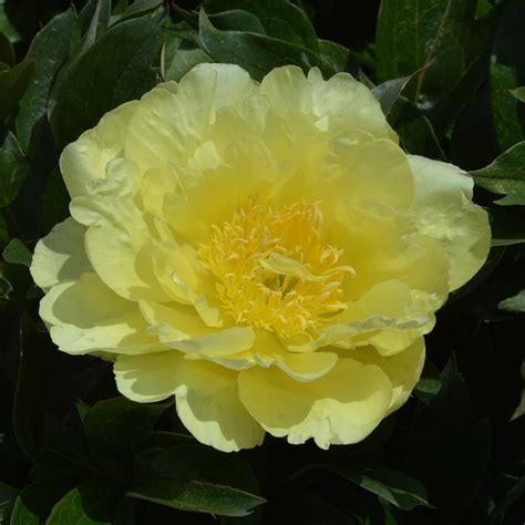 Paeonia itoh Yellow Doodle Candy 2 3 Félfás bazsarózsa