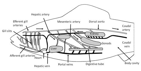 Circulatory System Fish Diagram Bony Fish Circulatory System