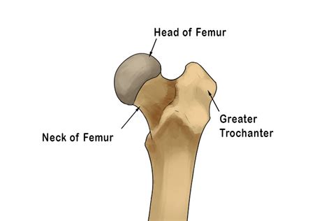 Ball and Socket Joint - Mammoth Memory definition - remember meaning