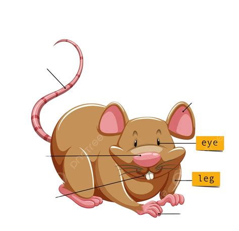 Mouse Anatomy Diagram