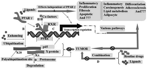 Figure 2 From Pparγ Against Tumors By Different Signaling Pathways