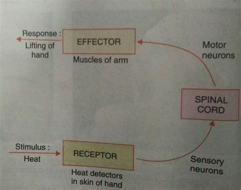 Draw A Neat Labelled Diagram Of Reflex Arc