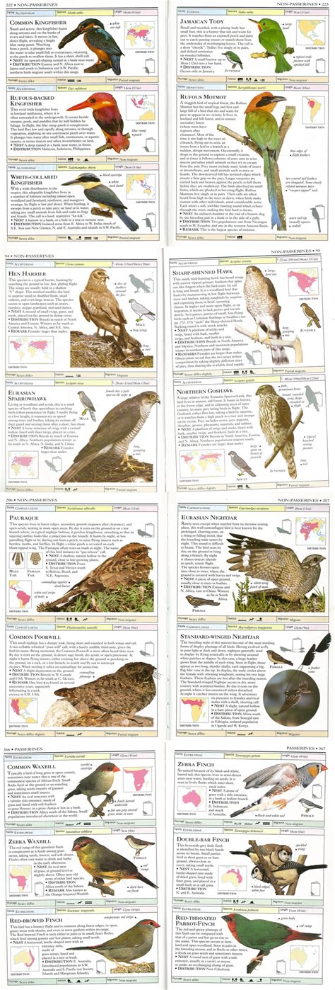 Birds Field Guide Book 1 Same Guide Book These Are Some Pages Of