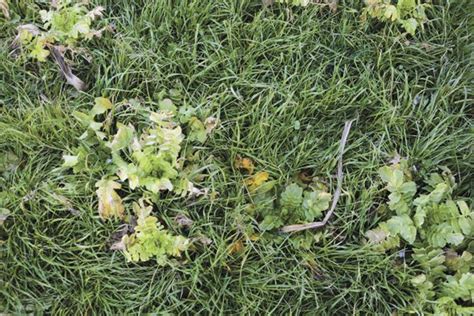 Cover Crops Enhance Soil Health Ohio Ag Net Ohios Country Journal