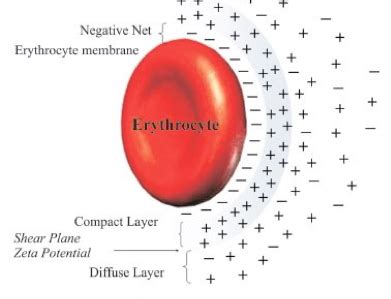 Zeta Potential | Osteopathic Vision