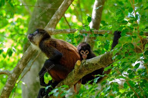 Un primer plano de dos monos araña sentados en las ramas de un árbol 2023