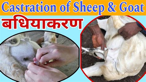 बकर क बधयकरण कस कर Burdizzo Method for Goat goat farming