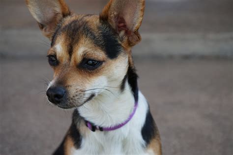 Fotos Gratis Blanco Perrito Perro Animal Linda Canino Verano