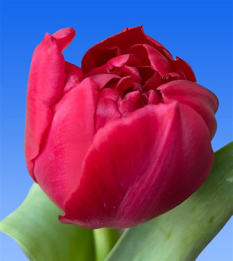 Tulp Red Horizon Borst Bloembollen