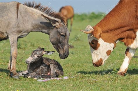 Donkey and a cow — Stock Photo © predrag1 #3390874