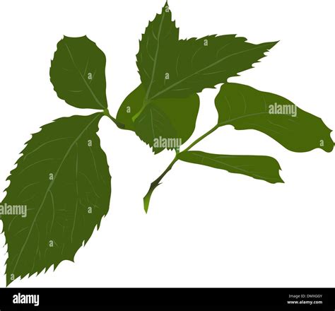 Illustration of a red rose Stock Vector Image & Art - Alamy