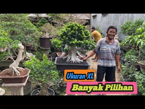 UKURAN XLCEK HARGA BONSAI DIRUMAH MBAH SUGIONO MBAH YO YouTube