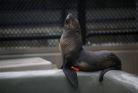 Hungry Seal Brutally Slaps Kayaker With Live Octopus In Stunning Viral