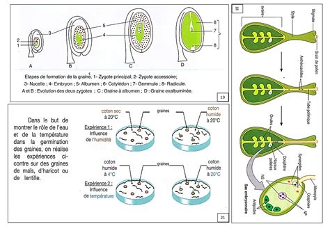 La reproduction sexuée chez les plantes à fleurs Documents 3 AlloSchool