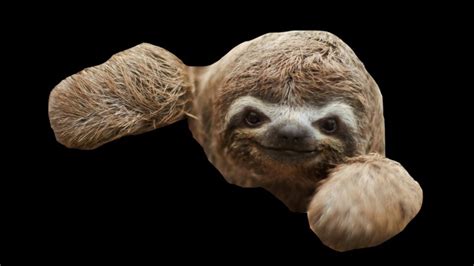 Wallpaper Sloth Baby Cute Muzzle - Baby Sloths Desktop - 1920x1080 ...