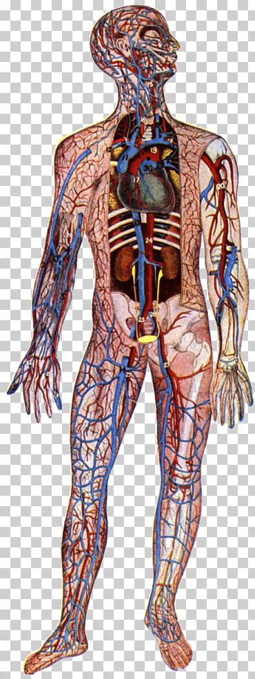 Biomagnetismo Png Klipartz