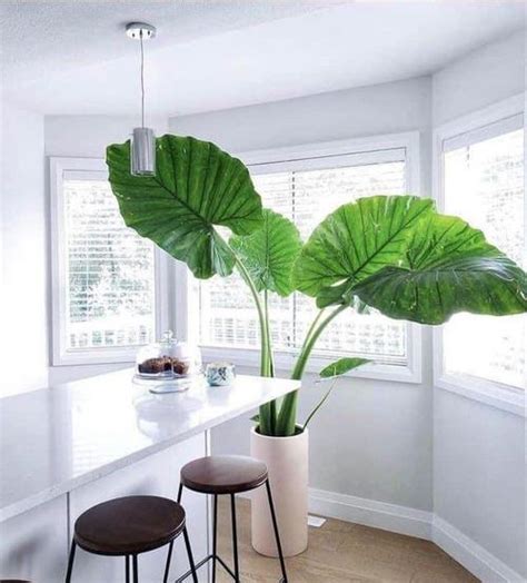 Growing Elephant Ear Plant Indoors Elephant Ear Care Guide