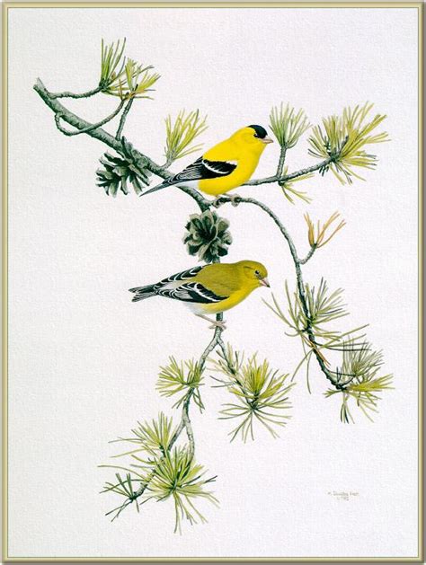 American Goldfinch Carduelis Tristis Image Only