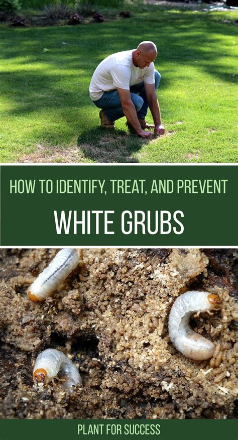 How To Identify Treat And Prevent Grubs Artofit