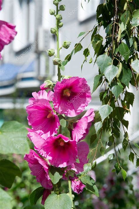 Flores de malva una planta herbácea con tallos peludos flores de