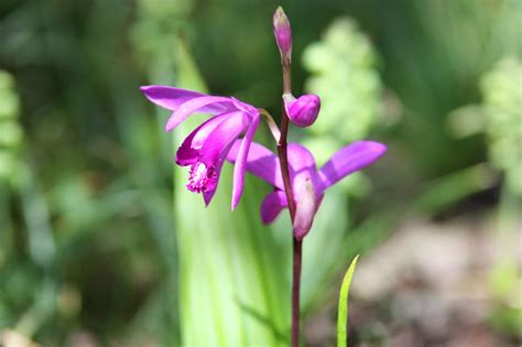 Bletilla Hardy Orchids You Can Grow In Your Garden