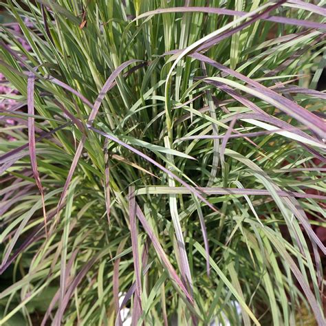 Schizachyrium Scoparium 'Twilight Zone' - Midwest Groundcovers, LLC