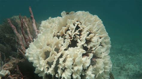 Great Barrier Reef H Chste Wassertemperatur Seit Jahren