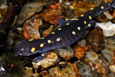 The Salamander Blog The Adult Salamanders During Migration