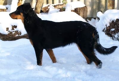 Accueil Elevage Du Mont Des Croisettes Eleveur De Chiens Berger De