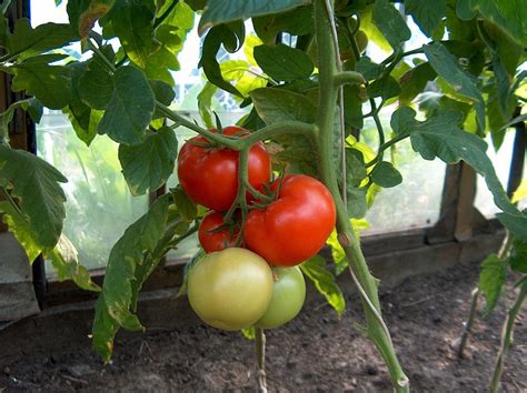 Landscaping: Preparing Your Tomato Beds for Transplanting - Networx