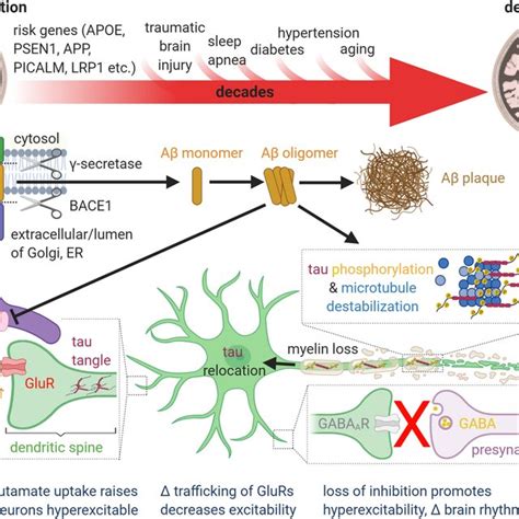 Schematic Diagram Showing How The Amyloid Beta And Tau Cascades Can Be Download Scientific