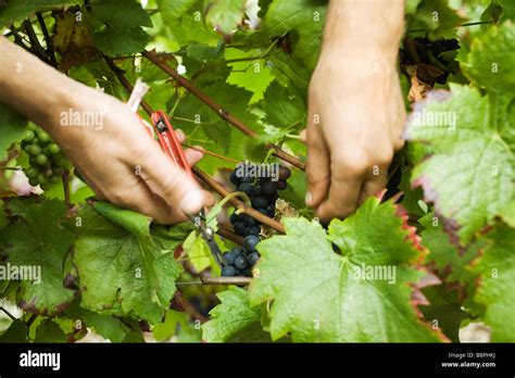 Hands Cutting Grapes From Vine Close Up Stock Photo Alamy