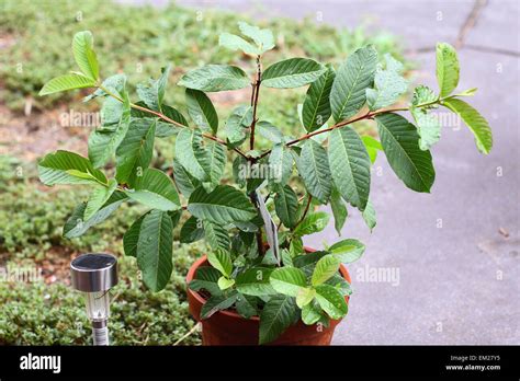 Growing Guava Or Known As Psidium Guajava In A Pot Stock Photo Alamy