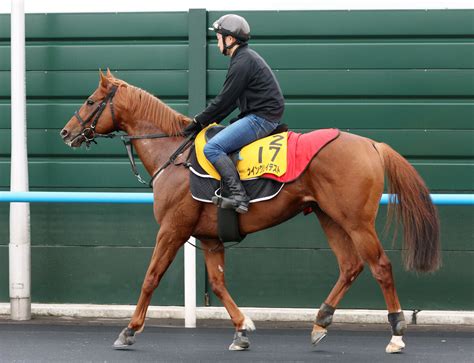 【函館スプリントs】ウイングレイテスト、キャリア35戦目で初の短距離に自信！主戦・松岡「サマースプリント王を目指して頑張りたい」 スポーツ報知