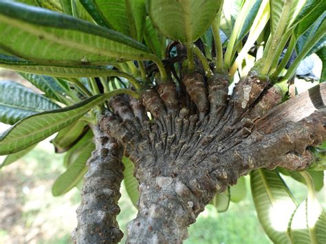 Flickriver Photoset Plumeria Fasciation By Plant Pests And Diseases