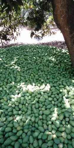 Green Malihabadi Dasheri Mangoes Loose Packaging Size 20 Kg At Rs 28